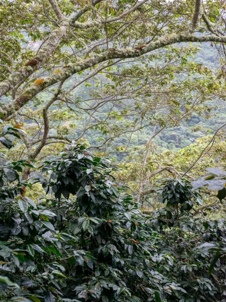 Coffee trees under Guamo shade