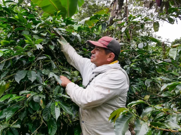 Coffee harvest